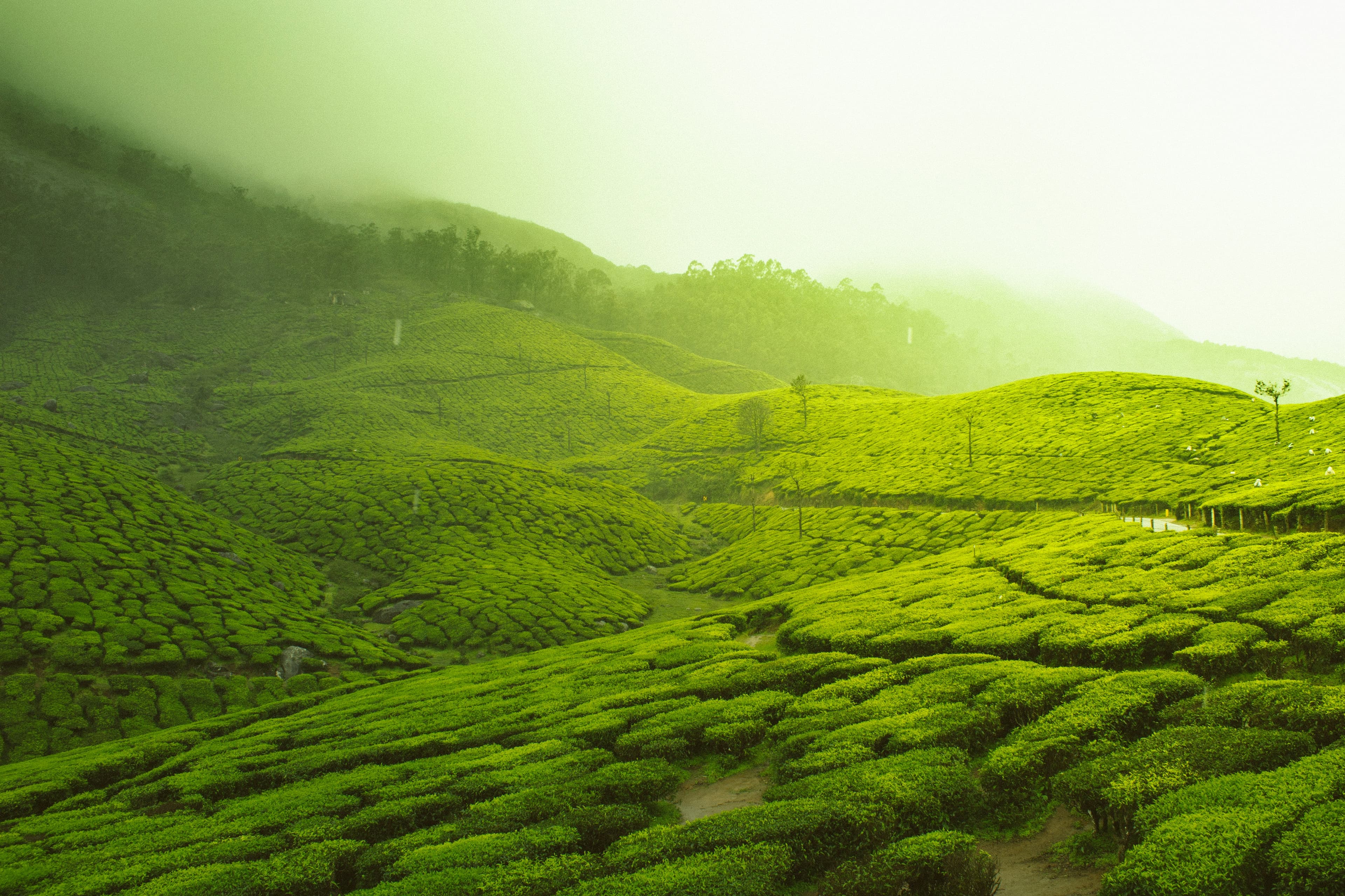 Munnar Misty Hills Escape