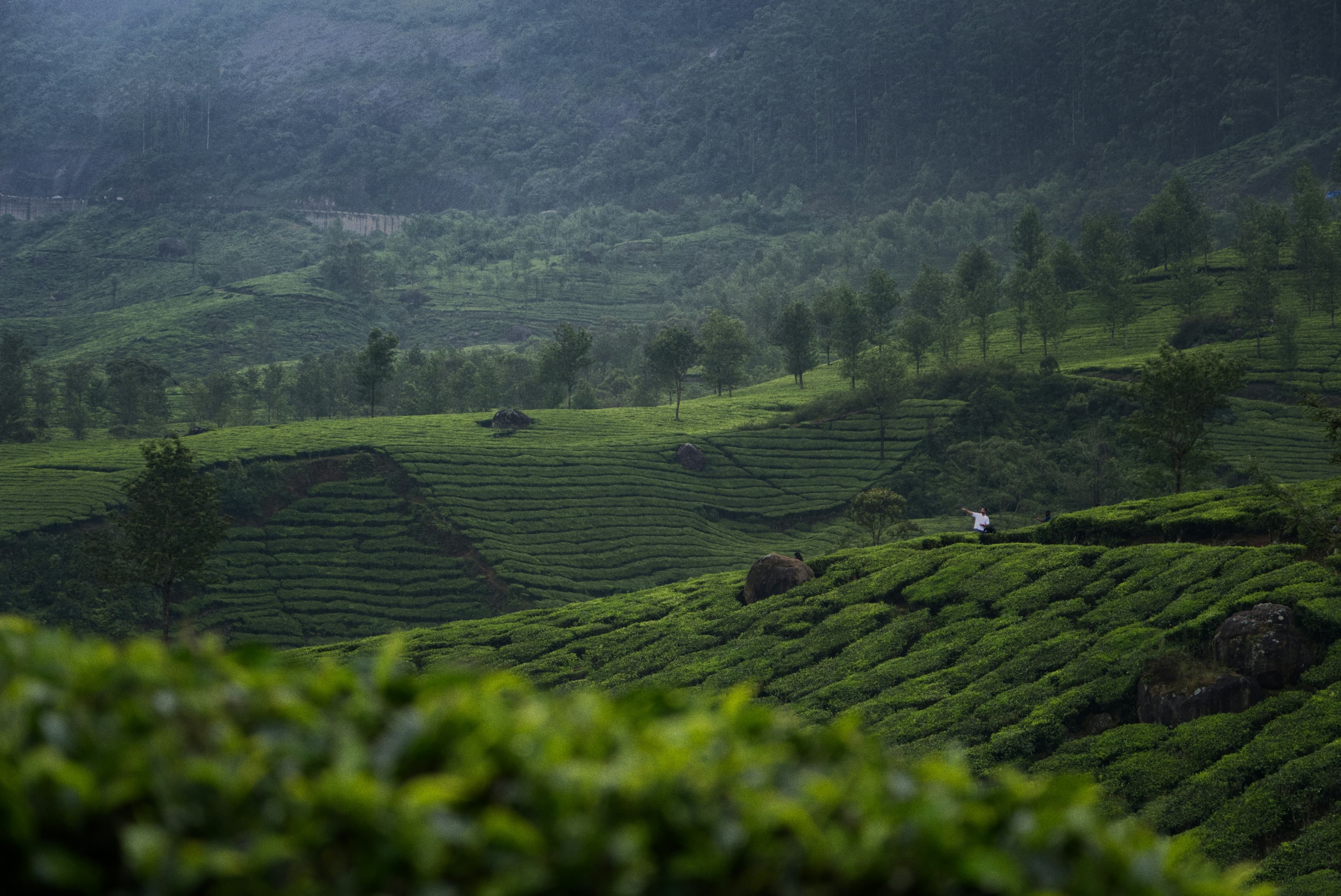 Munnar Misty Hills Escape gallery
