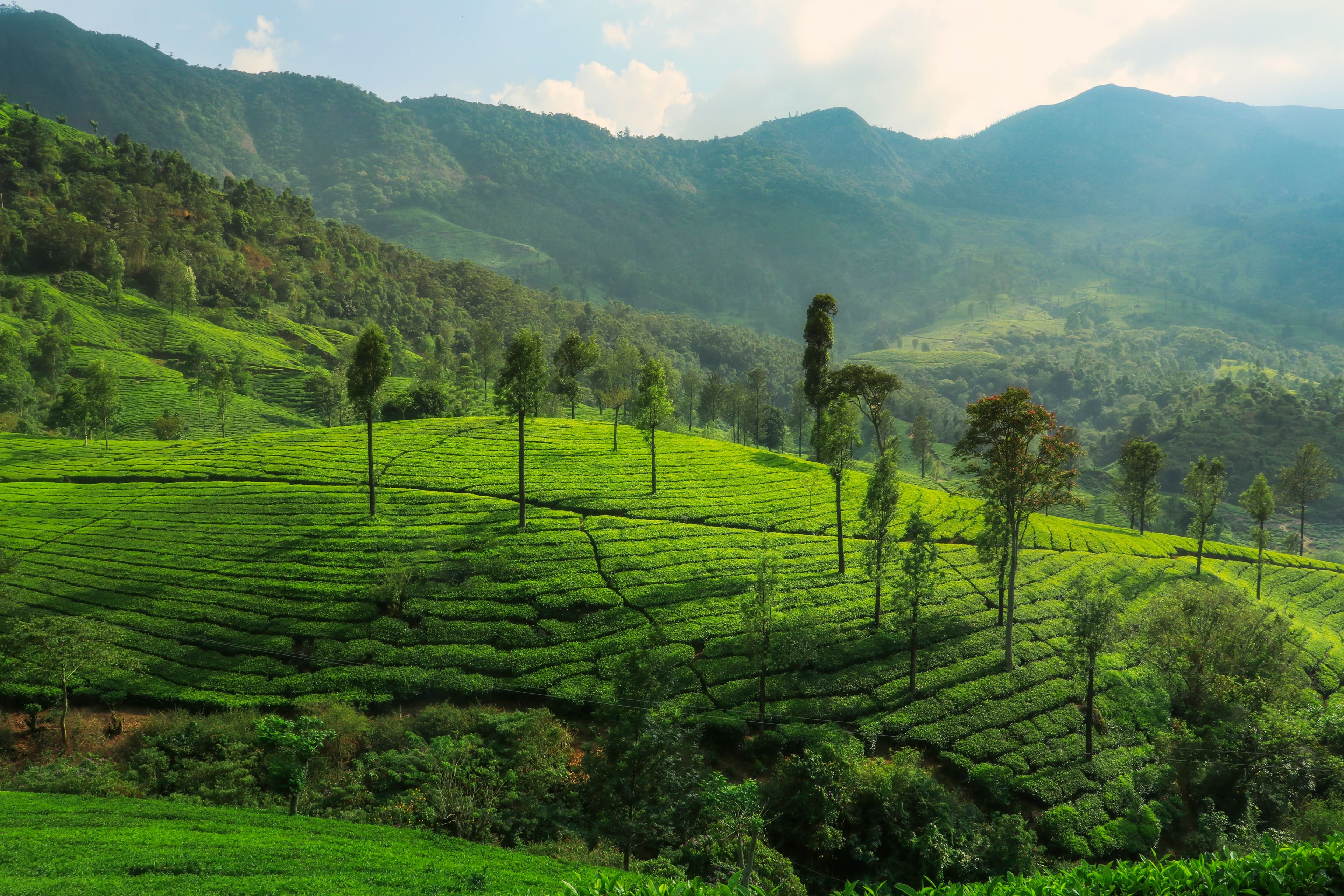 Munnar Misty Hills Escape gallery