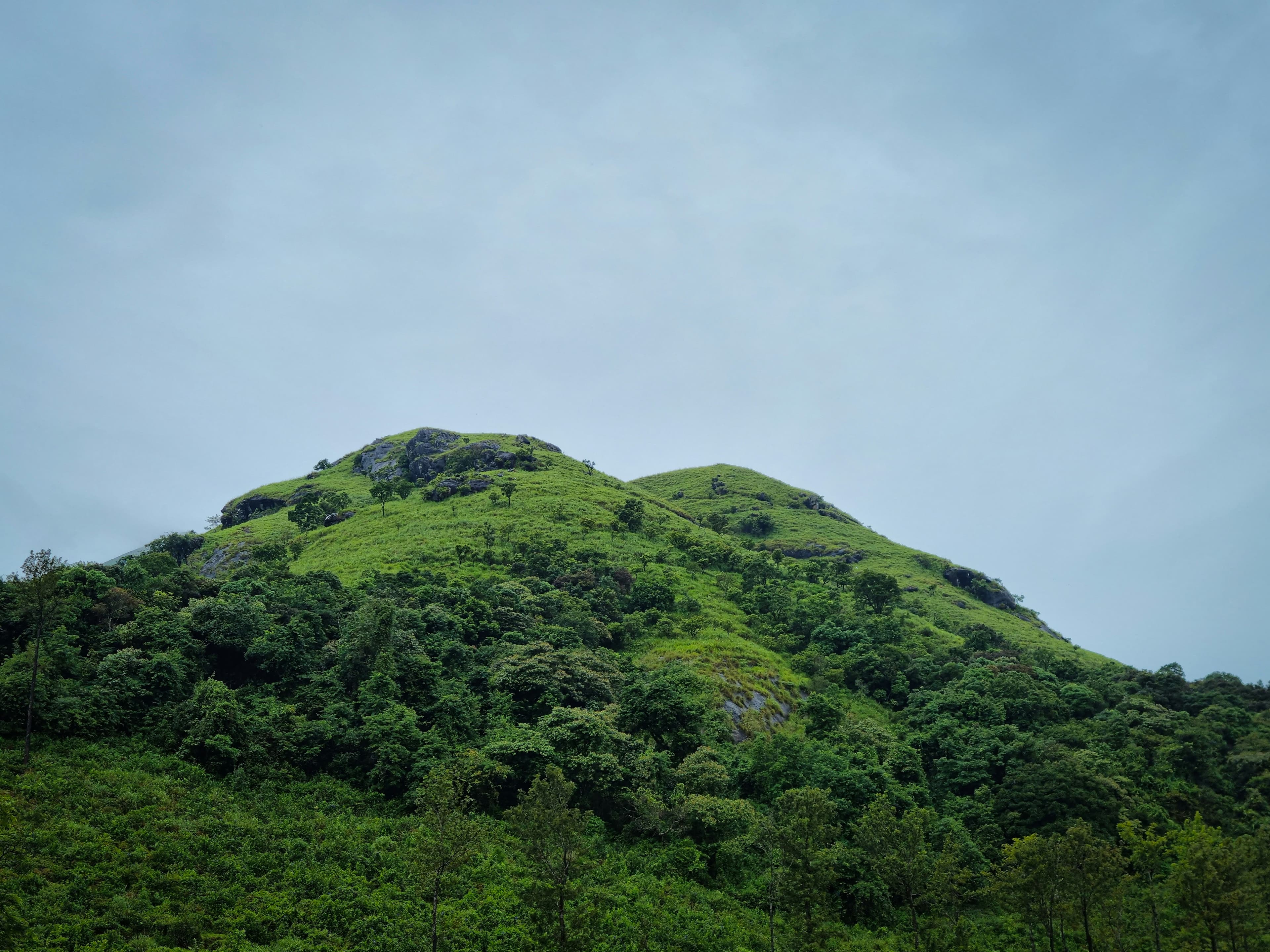 Wayanad Nature Escape gallery
