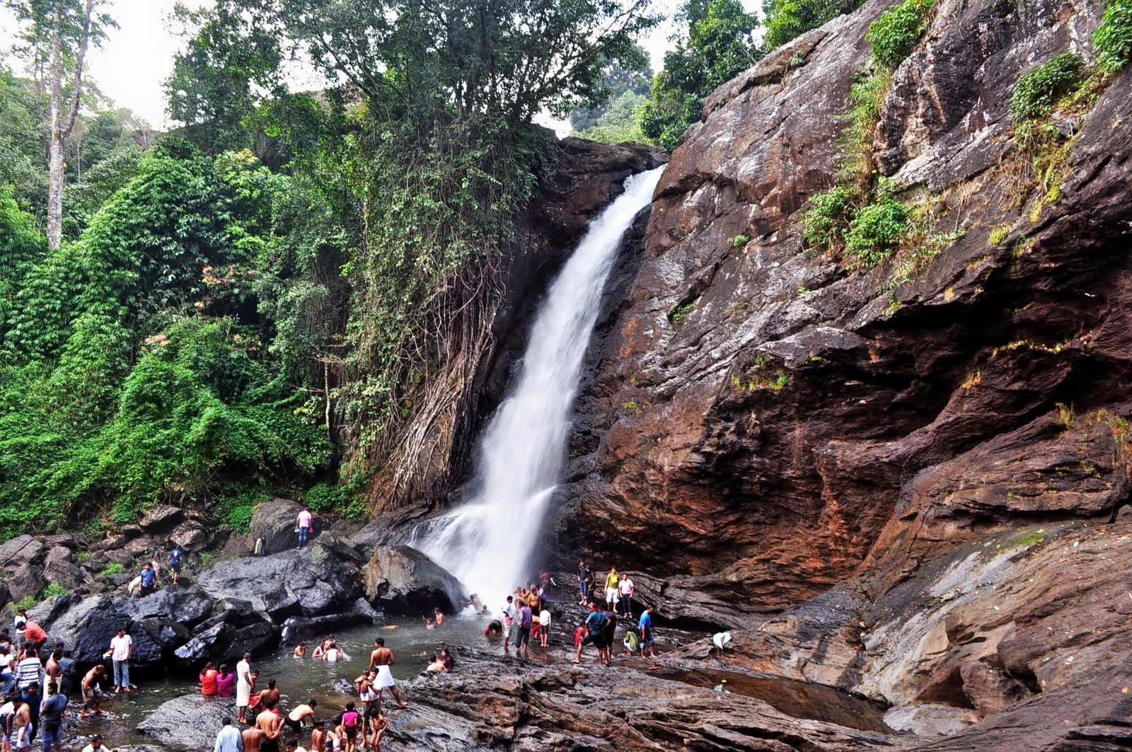 Wayanad Nature Escape gallery